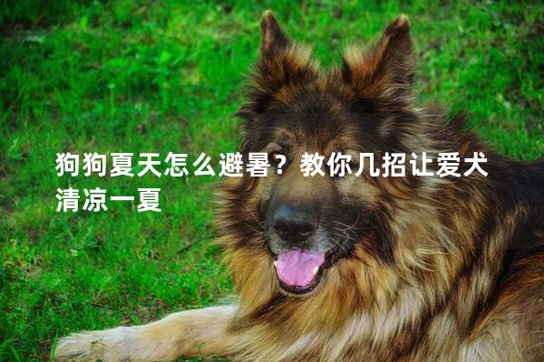 狗狗夏天怎么避暑？教你几招让爱犬清凉一夏