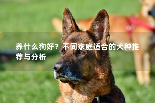 养什么狗好？不同家庭适合的犬种推荐与分析