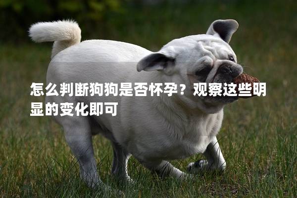 怎么判断狗狗是否怀孕？观察这些明显的变化即可