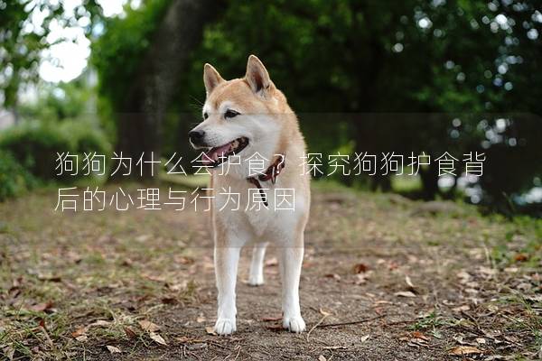 狗狗为什么会护食？探究狗狗护食背后的心理与行为原因