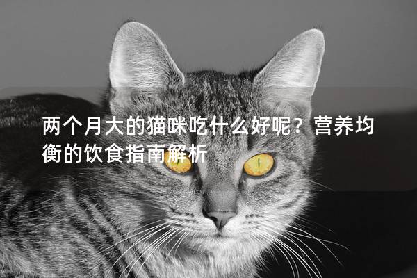 两个月大的猫咪吃什么好呢？营养均衡的饮食指南解析