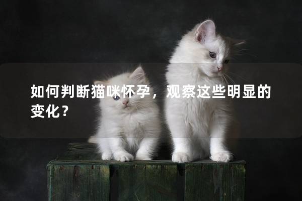 如何判断猫咪怀孕，观察这些明显的变化？