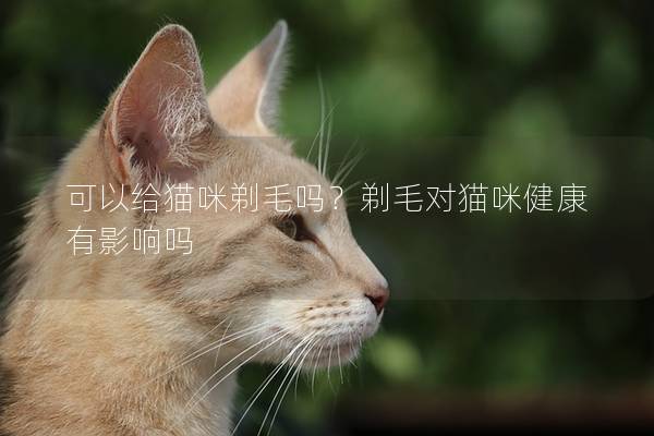 可以给猫咪剃毛吗？剃毛对猫咪健康有影响吗