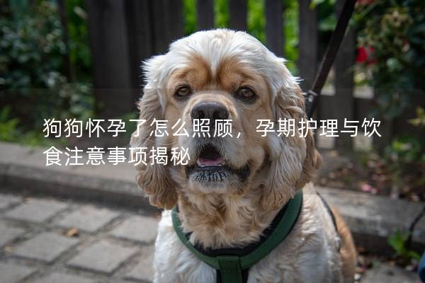 狗狗怀孕了怎么照顾，孕期护理与饮食注意事项揭秘