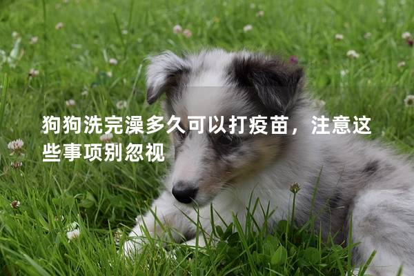 狗狗洗完澡多久可以打疫苗，注意这些事项别忽视