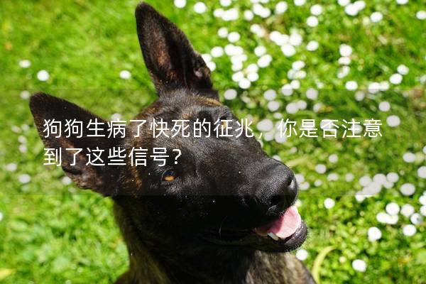 狗狗生病了快死的征兆，你是否注意到了这些信号？