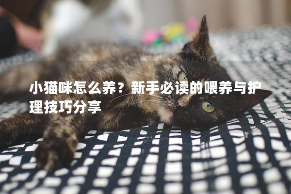 小猫咪怎么养？新手必读的喂养与护理技巧分享