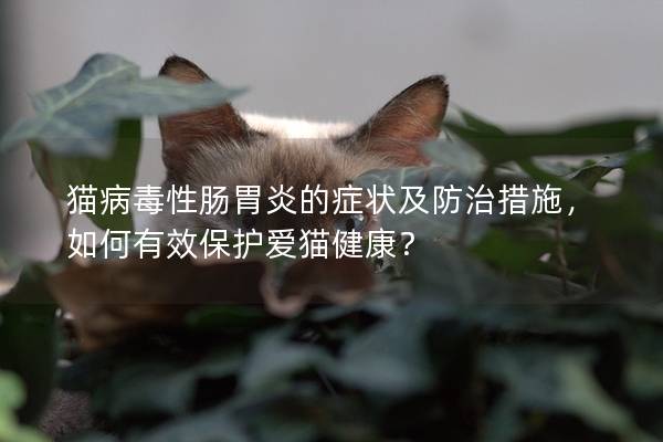 猫病毒性肠胃炎的症状及防治措施，如何有效保护爱猫健康？