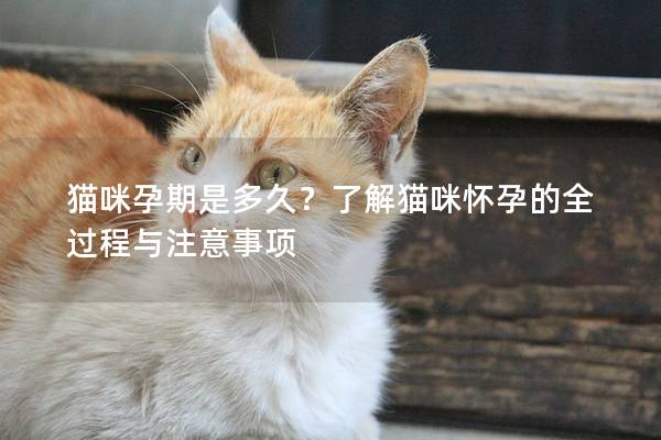 猫咪孕期是多久？了解猫咪怀孕的全过程与注意事项