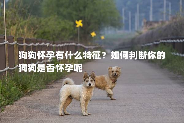 狗狗怀孕有什么特征？如何判断你的狗狗是否怀孕呢