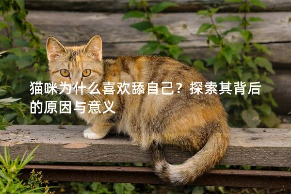 猫咪为什么喜欢舔自己？探索其背后的原因与意义