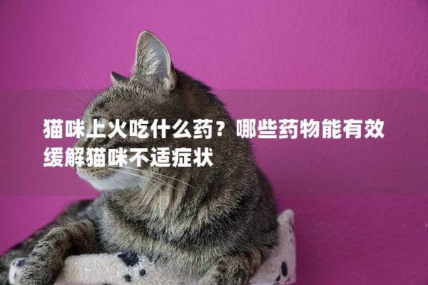 猫咪上火吃什么药？哪些药物能有效缓解猫咪不适症状