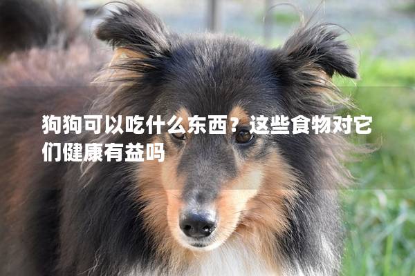 狗狗可以吃什么东西？这些食物对它们健康有益吗