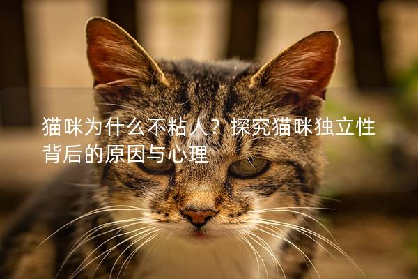 猫咪为什么不粘人？探究猫咪独立性背后的原因与心理