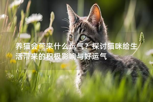 养猫会带来什么运气？探讨猫咪给生活带来的积极影响与好运气