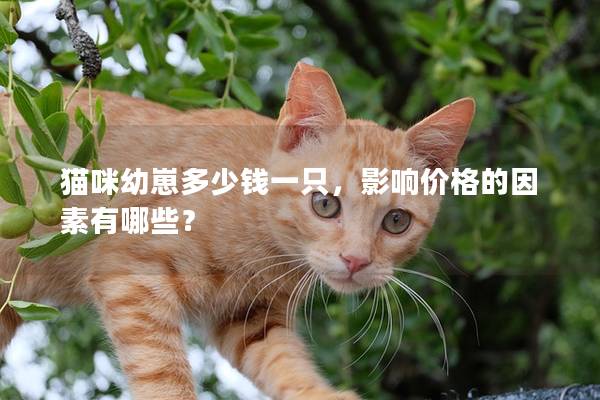 猫咪幼崽多少钱一只，影响价格的因素有哪些？