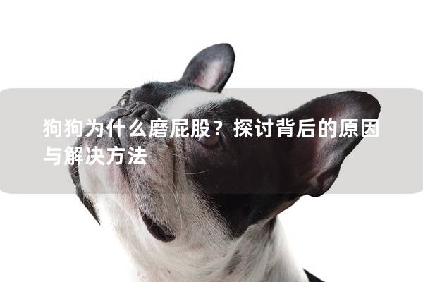 狗狗为什么磨屁股？探讨背后的原因与解决方法