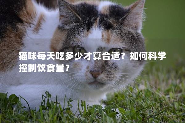 猫咪每天吃多少才算合适？如何科学控制饮食量？