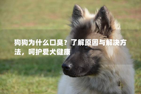 狗狗为什么口臭？了解原因与解决方法，呵护爱犬健康