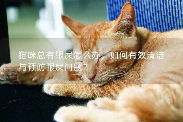 猫咪总有眼屎怎么办，如何有效清洁与预防眼屎问题？