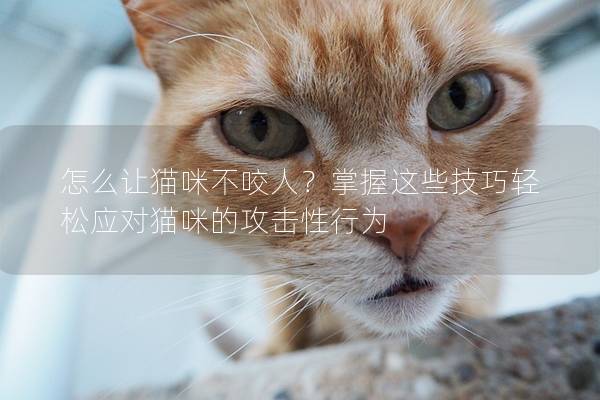 怎么让猫咪不咬人？掌握这些技巧轻松应对猫咪的攻击性行为