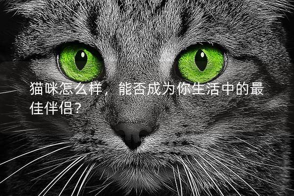 猫咪怎么样，能否成为你生活中的最佳伴侣？