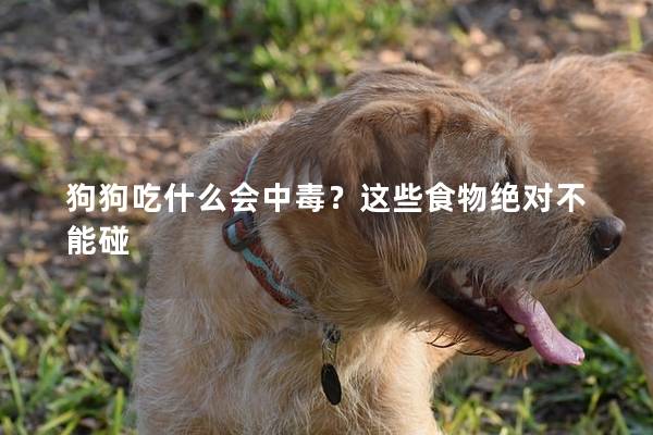 狗狗吃什么会中毒？这些食物绝对不能碰