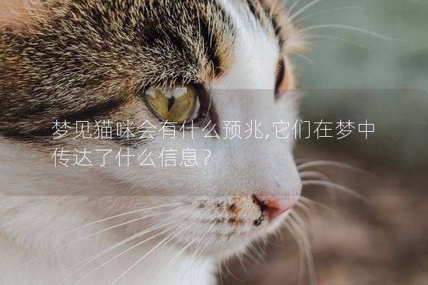 梦见猫咪会有什么预兆,它们在梦中传达了什么信息？