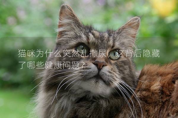 猫咪为什么突然乱撒尿，这背后隐藏了哪些健康问题？