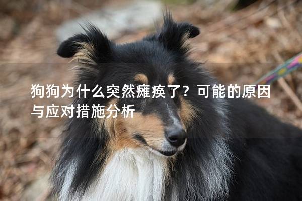 狗狗为什么突然瘫痪了？可能的原因与应对措施分析