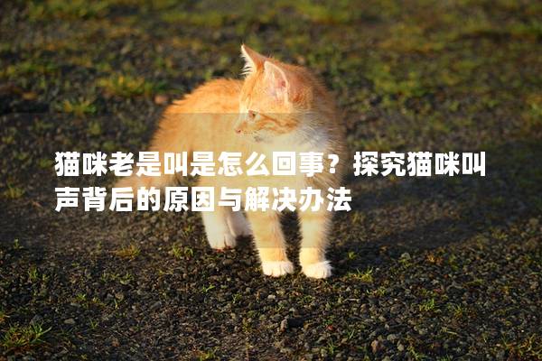 猫咪老是叫是怎么回事？探究猫咪叫声背后的原因与解决办法