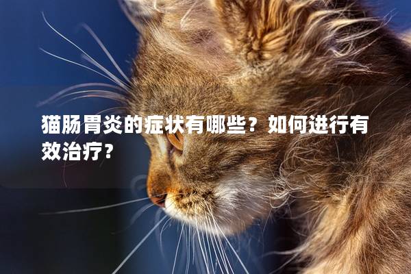 猫肠胃炎的症状有哪些？如何进行有效治疗？