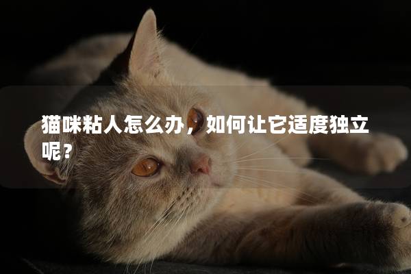 猫咪粘人怎么办，如何让它适度独立呢？