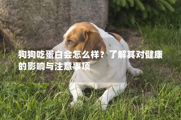 狗狗吃蛋白会怎么样？了解其对健康的影响与注意事项