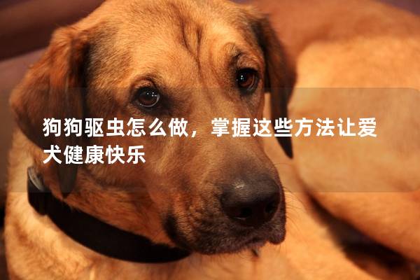 狗狗驱虫怎么做，掌握这些方法让爱犬健康快乐