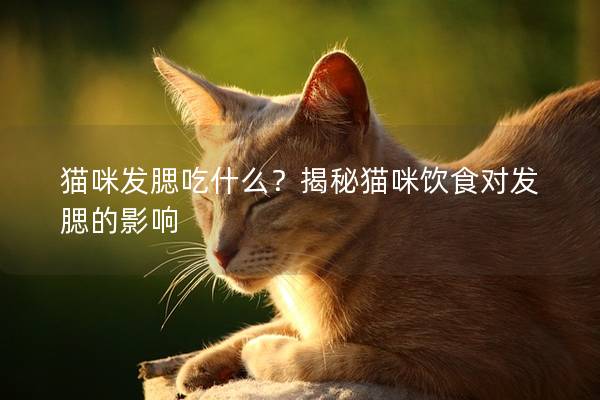 猫咪发腮吃什么？揭秘猫咪饮食对发腮的影响