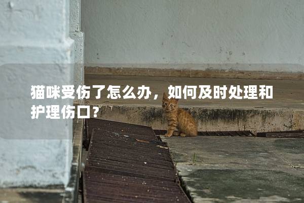 猫咪受伤了怎么办，如何及时处理和护理伤口？