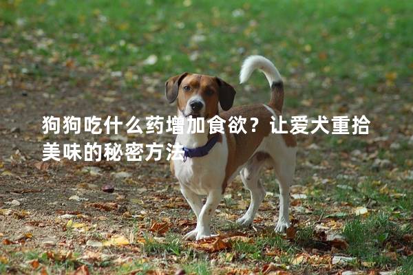 狗狗吃什么药增加食欲？让爱犬重拾美味的秘密方法