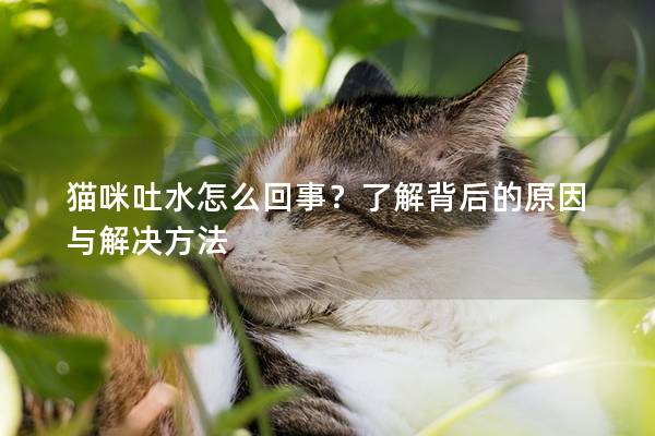 猫咪吐水怎么回事？了解背后的原因与解决方法