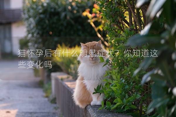 猫怀孕后有什么明显症状？你知道这些变化吗