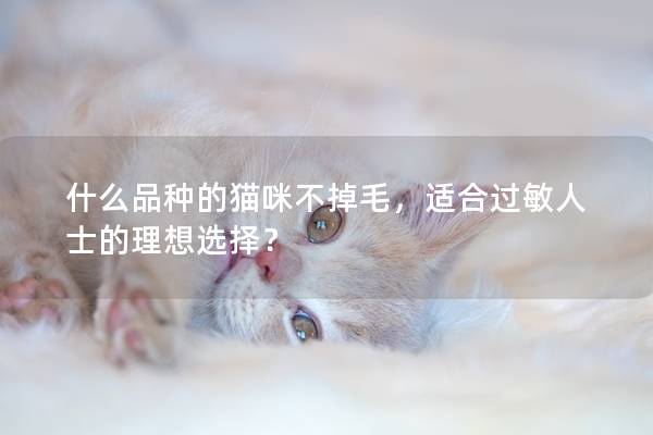 什么品种的猫咪不掉毛，适合过敏人士的理想选择？