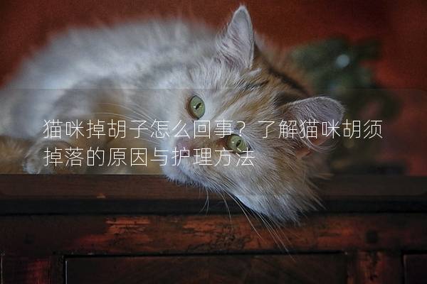 猫咪掉胡子怎么回事？了解猫咪胡须掉落的原因与护理方法