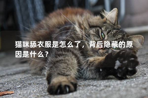 猫咪舔衣服是怎么了，背后隐藏的原因是什么？