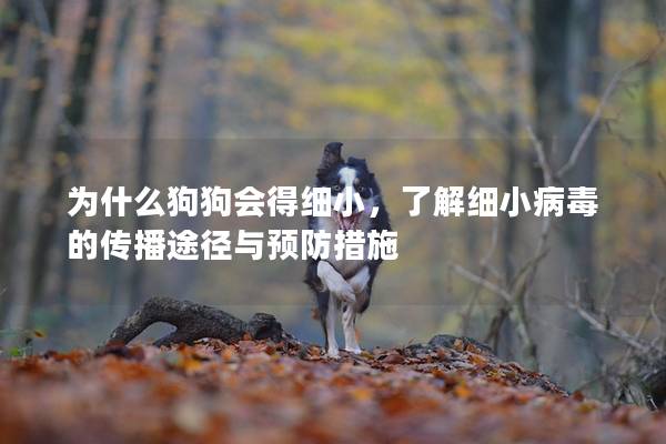 为什么狗狗会得细小，了解细小病毒的传播途径与预防措施