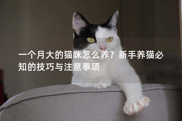 一个月大的猫咪怎么养？新手养猫必知的技巧与注意事项