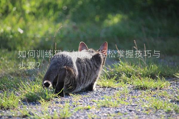 如何训练猫咪如厕，轻松掌握技巧与步骤？