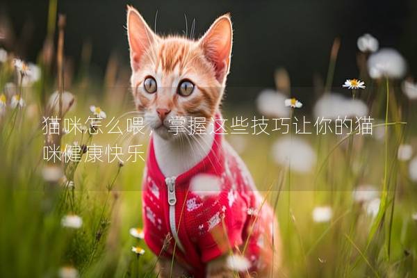 猫咪怎么喂，掌握这些技巧让你的猫咪健康快乐