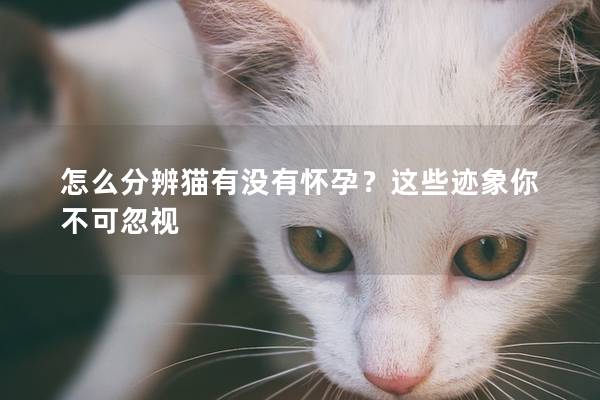 怎么分辨猫有没有怀孕？这些迹象你不可忽视