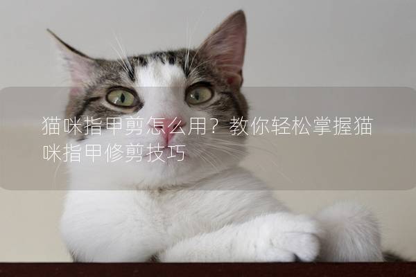 猫咪指甲剪怎么用？教你轻松掌握猫咪指甲修剪技巧