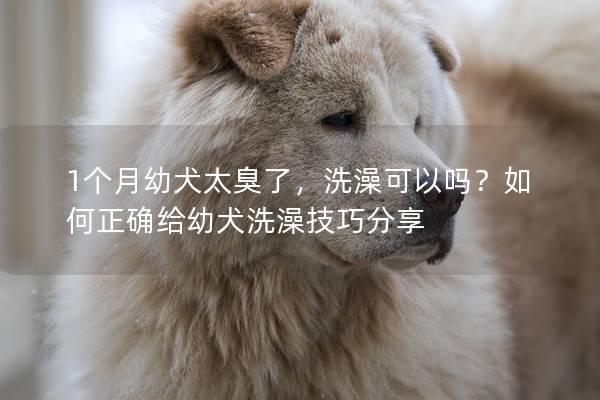 1个月幼犬太臭了，洗澡可以吗？如何正确给幼犬洗澡技巧分享